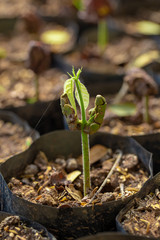 Cocoa trees is growing new on the farm