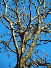 枯れ木のモミジバフウ