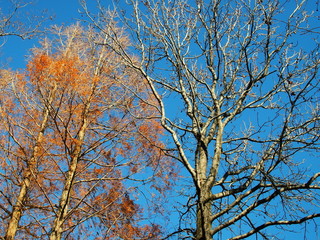 モミジバフウの枯れ木と黄葉のメタセコイア