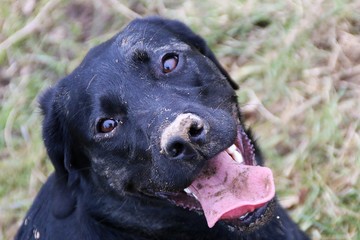 funny black dirty labrador is sitting on the street and looking up to the camera