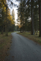 Woods with Sun Coming Through the Autumn Fall Trees