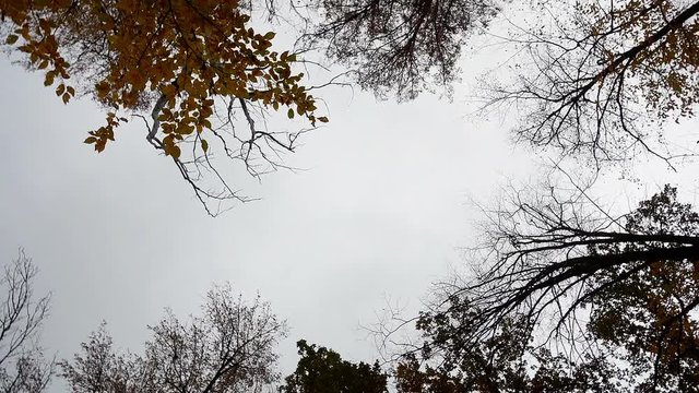 View of the trees below in a circular motion. Autumn trees in the forest bottom view.