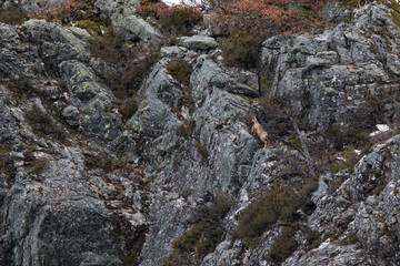 chamois in the mountains