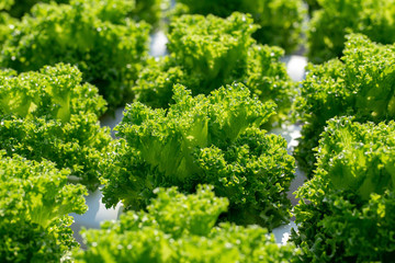 Fresh Frillice Iceberg lettuce leaves, Salads vegetable hydroponics farm