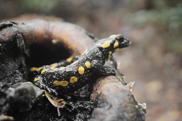 Salamander