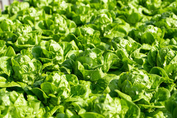 Fresh Butterhead lettuce leaves, Salads vegetable hydroponics farm