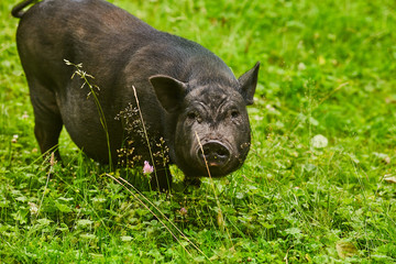 Fototapeta premium Cute fat pot-bellied pigs on free meadow of private farm