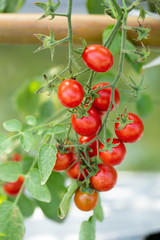 Ripe red tomatoes are hanging on the tomato tree in the garden