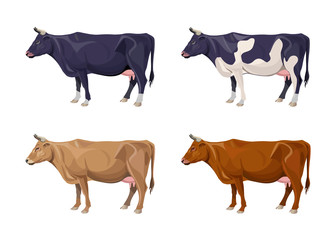Different cows colors set