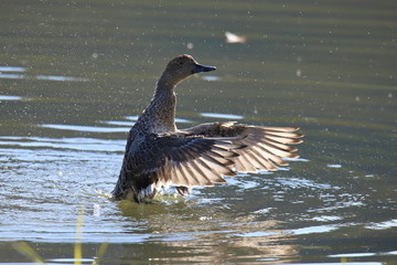 水しぶきを上げるオナガガモ（オス）　Northern Pintail