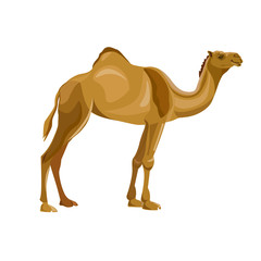 Dromedary camel vector
