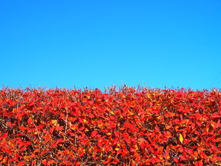 紅葉のドウダンツツジと青空