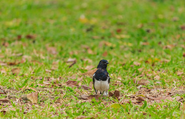 Small birds