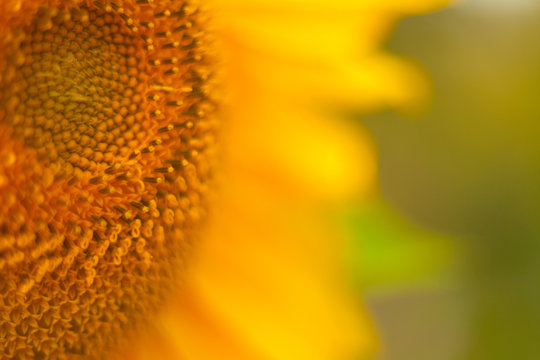 natural background image of beautiful yellow sunflower