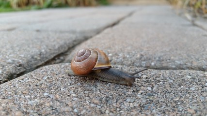 Snail