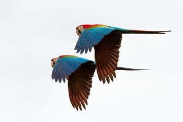 wo red parrots in flight. Macaw flying, white background, isolated birds,red and green Macaw in tropical forest, Brazil, Wildlife scene from tropical nature. Pair of beautiful birds in flying
