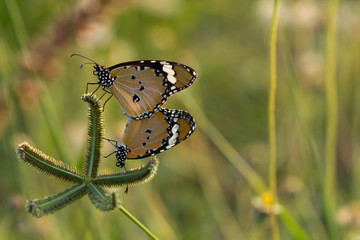 The  Plain Tiger butterfly (Danaus chrysippus) on flower and green nature habitat.