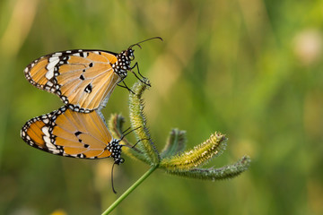 The  Plain Tiger butterfly (Danaus chrysippus) on flower and green nature habitat.