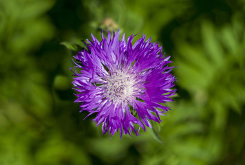 cornflower purple flower