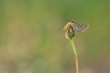 The Common Grass Dart butterfly (Taractrocera maevius sagara) on flower and green nature habitat.