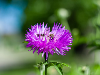 cornflower purple flower with bees