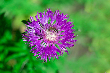 cornflower purple flower with bees