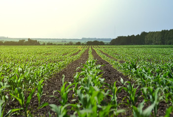agriculture farm crop maize plant corn  in the glare of light