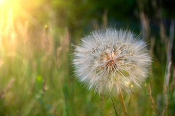 the big dandelion plant on the grass in the glare of light