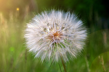 the big dandelion plant on the grass in the glare of light