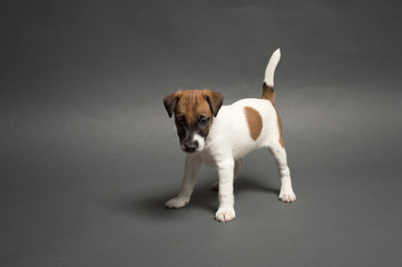 Little cute puppy smooth hair Fox terrier on a gray background