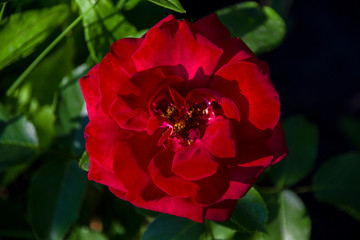 beautiful rose red grows