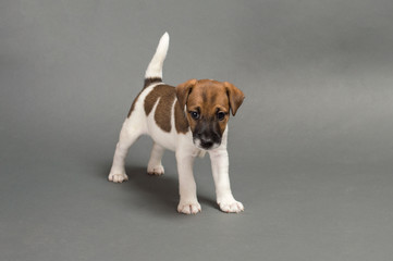 Small funny puppy sleek Fox Terrier on a gray background