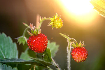 fragaria vesca strawberry wild berry wild strawberry grows berries macro forest berries nature...