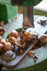 Shell cracker for cracking macadamia, open macadamia nut