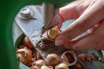 Shell cracker for cracking macadamia, open macadamia nut