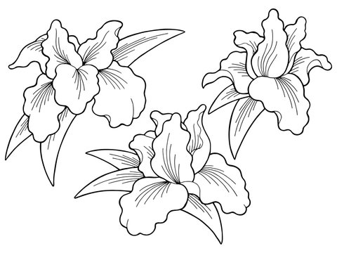 Iris flower graphic black white isolated sketch illustration set vector