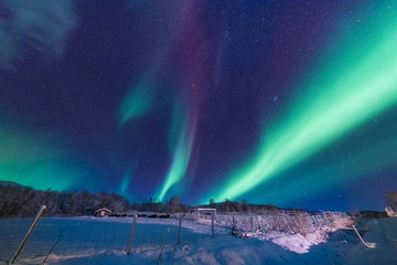 The polar arctic Northern lights aurora borealis sky star in Scandinavia Norway Tromso in the farm winter forest  snow mountains 