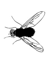 Hand drawn sketch of fly