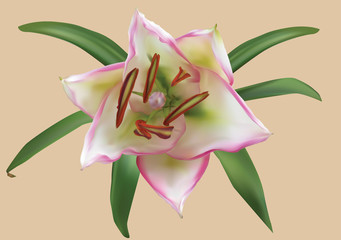 one lily with pink petals edges on light background