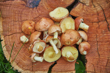 stack of fresh beautiful suillus muchrooms picked from forest