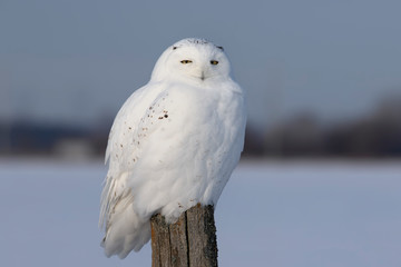 Male Snowy owl (Bubo scandiacus) perched on a wooden post at sunset in winter in Ottawa, Canada