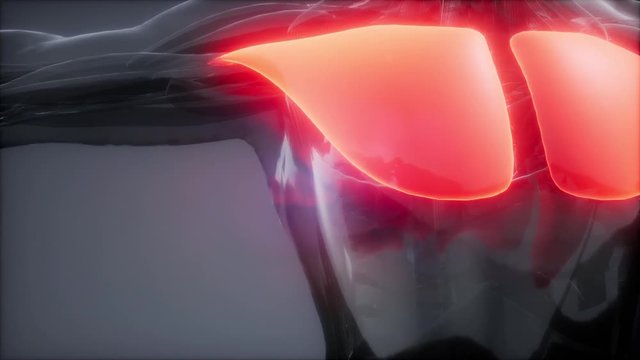 pectoral muscule - Visible muscle anatomy map