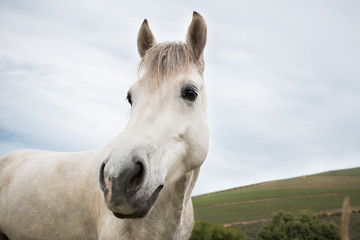 White work horse looking at the camera closeup of his face with sky background.
