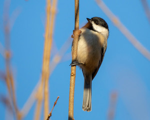 Chickadee hanging on