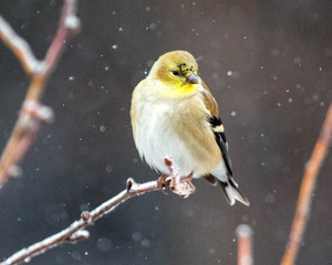 Goldfinch in the snow