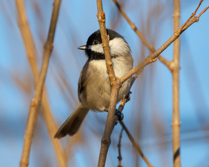 Chickadee