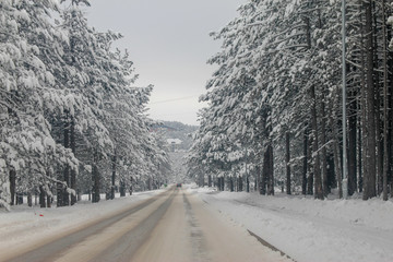 Road through forest with trees covered with snow