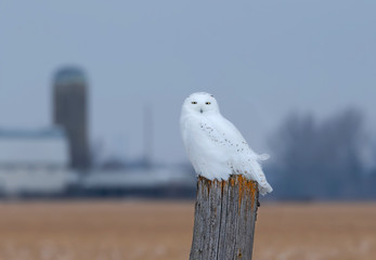 Snowy owl (Bubo scandiacus) male perched on a wooden post at sunset in winter in Ottawa, Canada	