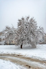 Novi Sad, Serbia - December 18, 2018: Big Tree Covered With Snow and Hoar Frost in settlement Detelinara, Novi Sad