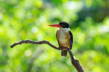 Black-capped Kingfisher (Halcyon pileata)